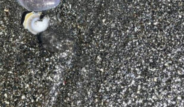 浜辺で見つけた貝殻→拾ってみたら……　“まさかの状態”に「貝って脱皮する？？」「すごい」