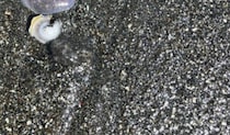 浜辺で見つけた貝殻→拾ってみたら……　“まさかの状態”に「貝って脱皮する？？」「すごい」