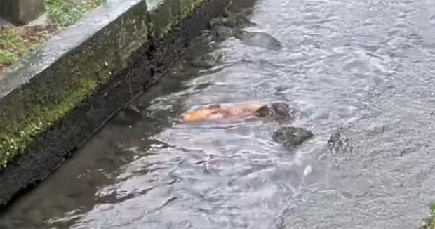 水たまりに取り残された“大きなコイ”→毎日見守り続けたら……　4日後の結末に「感動した」「人の温かみを感じました」