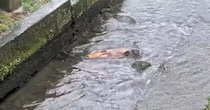 水たまりに取り残された“大きなコイ”→毎日見守り続けたら……　4日後の結末に「感動した」「人の温かみを感じました」