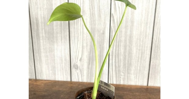 アラフィフ女性がダイソーで買ったヒョロヒョロ観葉植物→2年後…… 度肝を抜く“現在の姿”に「立派になりましたね~!」
