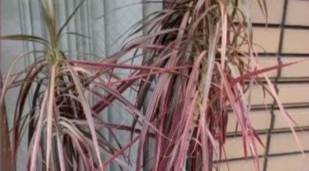 「ご自由にどうぞ」と捨てられていたボロボロの観葉植物、持ち帰ってみると……1週間後の姿に「すごい」　1年後を投稿者に聞いた