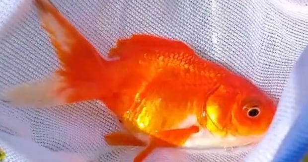 ヒビが入った大きな金魚鉢→妻に内緒で買い替えDIYすると……　驚きの“新居”に「贅沢ですねぇ」「金魚になりてぇ」