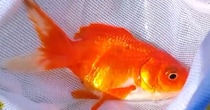 ヒビが入った大きな金魚鉢→妻に内緒で買い替えDIYすると……　驚きの“新居”に「贅沢ですねぇ」「金魚になりてぇ」