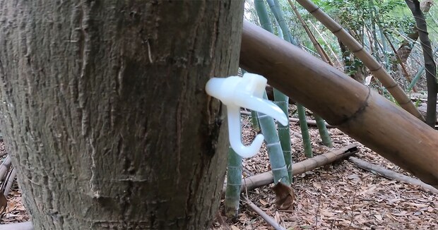 パンパンに膨らんだ木の幹→“蛇口”を取り付けると……　夢のような光景に「これぞ贅沢」「自然の力って凄いな」