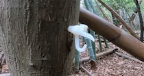 【画像】夢のような光景