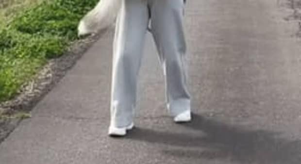 散歩中“31キロの小型犬”が歩かなくなり……　通行人が二度見する光景に「たまらんww」「涙流して笑っちゃいます」