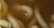 サッポロ一番を食べている最中→麺を見たら……「ん！？」　“浮かび上がってきたもの”が230万表示　「よく気づいた」「思った以上に……」