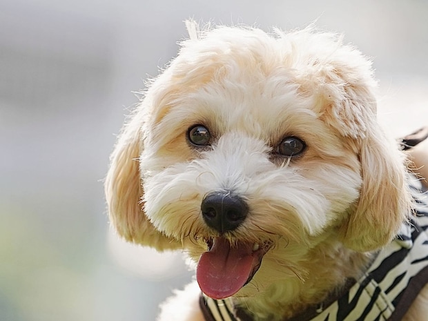 人気の「犬種」ランキング！　2位は「トイ・プードル」、1位は？【5月13日は愛犬の日】