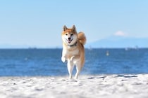 「あと100年は生きねば」　老後に飼いたいと思う「犬種」ランキング！　上位に選ばれた犬は…「飼ってぬくぬくしたいなぁ」「絶対体力追いつかない」の声も
