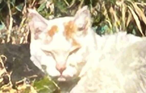 鋭い目つきでこちらをにらむ野良猫→1年後……「えーっ!!」 まさかの“現在の姿”に「ああもう泣きそう」「同じにゃんことは思えない」