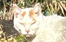 鋭い目つきでこちらをにらむ野良猫→1年後……「えーっ!!」　まさかの“現在の姿”に「ああもう泣きそう」「同じにゃんことは思えない」