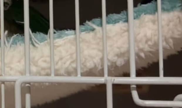 「朝起きて怖かった」インコと暮らす飼い主が目にしたのは……　血の気が引く光景に「びっくり」「心配しました」