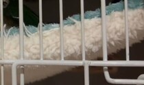「朝起きて怖かった」インコと暮らす飼い主が目にしたのは……　血の気が引く光景に「びっくり」「心配しました」