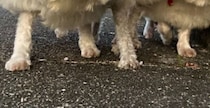 3匹の愛犬と散歩へ→飼い主が真上から撮影したら……　350万再生のまさかの姿に「もうそれにしか見えない笑」「発想が天才すぎる」
