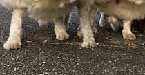 【画像】シャリのような姿
