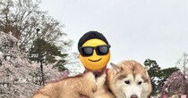 すれ違う人に「こんなでっかいのにねぇ」と言われたワンちゃん→足もとを見たら……　“まさかの光景”が42万表示　「危ないもんね」「こりゃたまらん」
