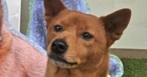 愛犬を連れてわんちゃん写真集のイベントに行ったら……「うちの子にそっくり」　240万表示の奇跡のツーショットに「かわいい天才最高」「本犬やん！」