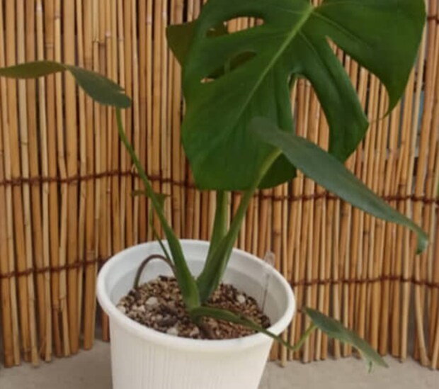 ダイソーの植物を10年育ててみたら…… まるで“ジャングル”な部屋に「圧巻」「感動しました!」