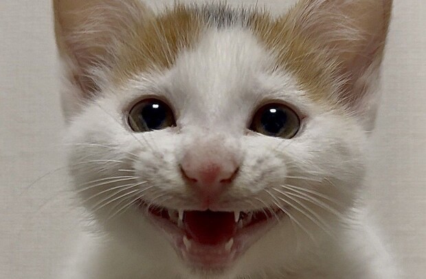 笑顔ハジケる赤ちゃん子猫 “成長後の姿”にひっくり返る人続出「辻ちゃんの娘ちゃんみたい!」「びっくりした」