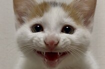 笑顔ハジケる赤ちゃん子猫　“成長後の姿”にひっくり返る人続出「辻ちゃんの娘ちゃんみたい！」「びっくりした」