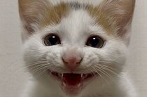 【写真】同居の猫さんたち