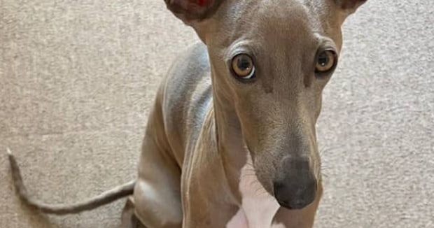 荷造り中→愛犬が近寄ってきて……　そっと置いた“まさかのもの”に「かわいすぎる！」「一時も離れたくないんですね」
