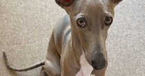 荷造り中→愛犬が近寄ってきて……　そっと置いた“まさかのもの”に「かわいすぎる！」「一時も離れたくないんですね」
