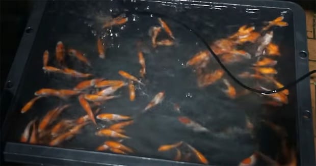エサ用だった“小さなニシキゴイ”→2年育ててみたら……　予想外の成長ぶりに「ここまで変わる？」「ヤバすぎ」