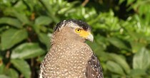西表島で出会った希少な鳥→足元を見たら……「えっ」　“思わず二度見の光景”に「凄いタイミング」「ミラクル」