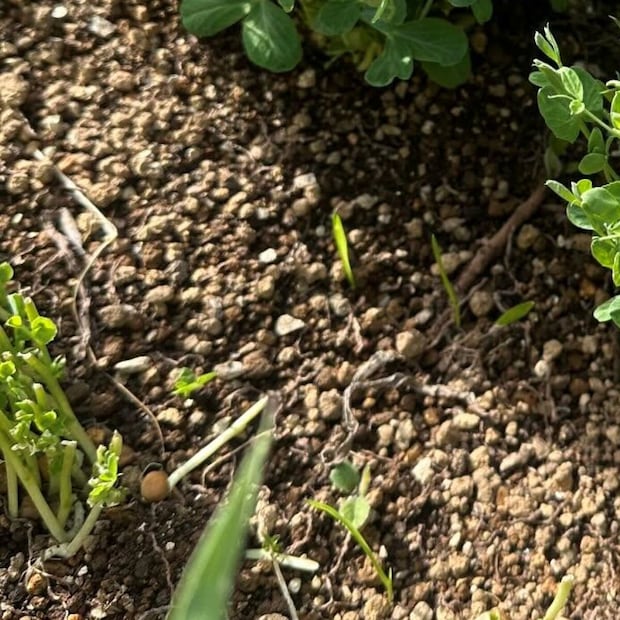 野菜の根っこを庭にポイッ→2カ月後、ふと見ると…… 「そんなバカな」目を疑う光景に「知らなかった」「庭に置いてくるわ」
