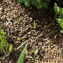 野菜の根っこを庭にポイッ→2カ月後、ふと見ると……　「そんなバカな」目を疑う光景に「知らなかった」「庭に置いてくるわ」