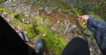 ミルワームを糸に結び、山の小川に垂らしたら……　“即大漁”の光景に「これはスゴイ」「最高！」