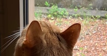 窓を見つめる愛猫→視線の先には……「なんですかこれ」　“まさかの生き物”が280万表示「おおぉぉー」「初めて見ました！」