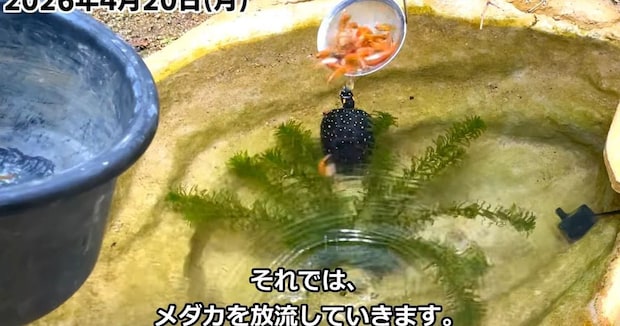 4月、カメがいる庭池に“メダカ100匹”を入れたら…… 驚きの光景に「最高」「素晴らしい」「ウチもメダカを入れようかなぁ?」