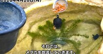 4月、カメがいる庭池に“メダカ100匹”を入れたら……　驚きの光景に「最高」「素晴らしい」「ウチもメダカを入れようかなぁ？」