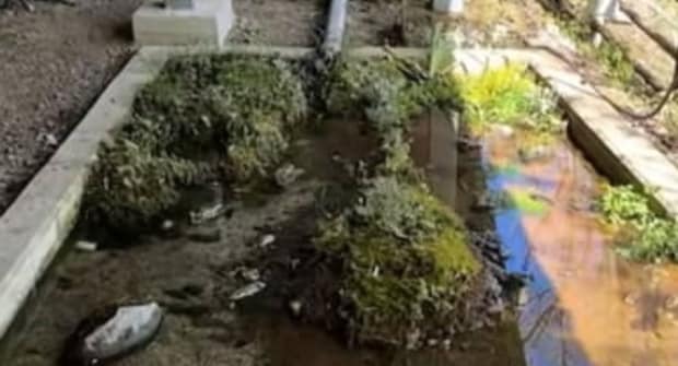 元ヘドロだらけの生け簀→“絶滅危惧種”を30匹放つと…… 驚きの仕上がりに「素敵なビオトープ」「産卵したらいいなぁ」