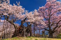【画像：ランキング19位～1位を見る】