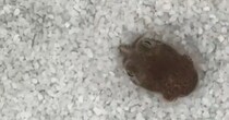 ちいさなイカが水槽の底で……「可愛すぎて鼻血でるかと」　一生懸命に隠れようとする姿が340万表示　「愛おしすぎるうう」「可愛いすぎる」