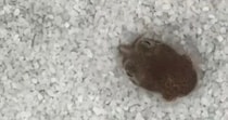 【動画】一生懸命に隠れるミミイカ