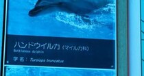 水族館のイルカ水槽→説明パネルをよく見たら……「これは笑うわ」　“まさかの表記”が150万回表示「生き物じゃない」「こういう遊び心好き」