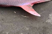 千葉の海岸で見つけた“ピンクの巨大魚”→まさかの正体に「初めて見る」「なんて美しい見た目なんだ」