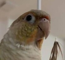 孫宅のインコが怖いおばあちゃん→まさかの“防御コーデ”がお腹痛すぎる「無理wwwww」「吹いてしまいました」
