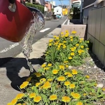 雑草に熱湯をドバドバかけて→1週間後……　「マジか」目を疑う光景に「知らなかった」「お湯ぶっかけてみます」