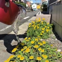 【画像】3日後の様子