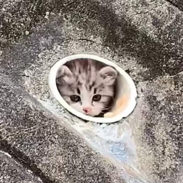 水抜きパイプの中にいた小さな子猫を保護→4年後…… 260万再生の現在の姿に「本当に立派になりましたね」「この可愛さはズルい」