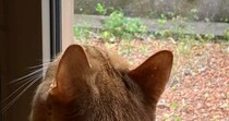 窓を見つめる愛猫→視線の先には……「なんですかこれ」　“まさかの生き物”が280万表示「おおぉぉー」「初めて見ました！」