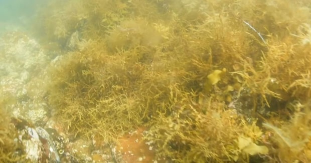 海藻がモシャモシャ生えていた海底→8年後、再び潜ってみると…… 目を疑う光景に「この変化は凄いな」「怖くなりますね」