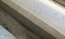 【動画】驚きの光景