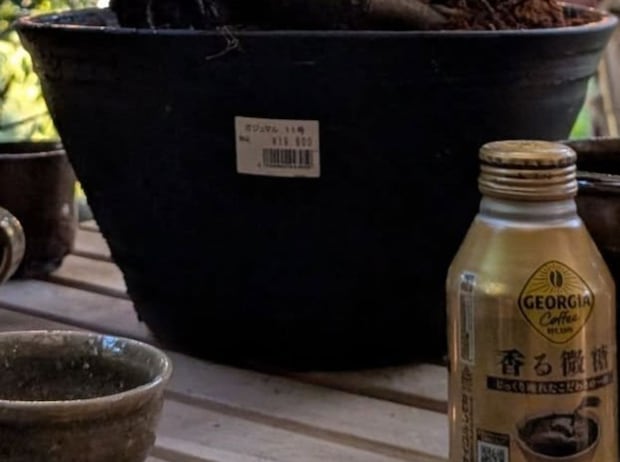 ホームセンターで見かけた“1万9800円”の植物→一度は見送ったが忘れられず……　圧巻の姿に「なんか、貫禄が…w」「夜とか動いてそう」